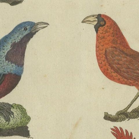 Vibrant 1805 Handcolored Engraving of Tropical Birds from Bertuch's Bilderbuch, close-up 6