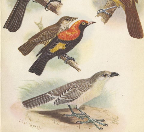 Antique Print of the Archbold's Bower-Bird, Crested Golden Bird and Other, 1950, view 3