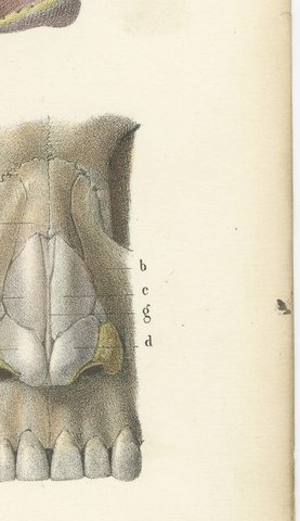 The External Nose and Its Cartilages, Antique Hirschfeld Anatomy Print, 1866, view 4