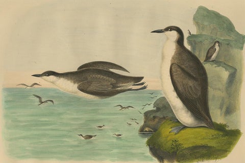 Antique Bird Print of Xantus's Murrlets Made after D.G. Elliot, 1869, view 2