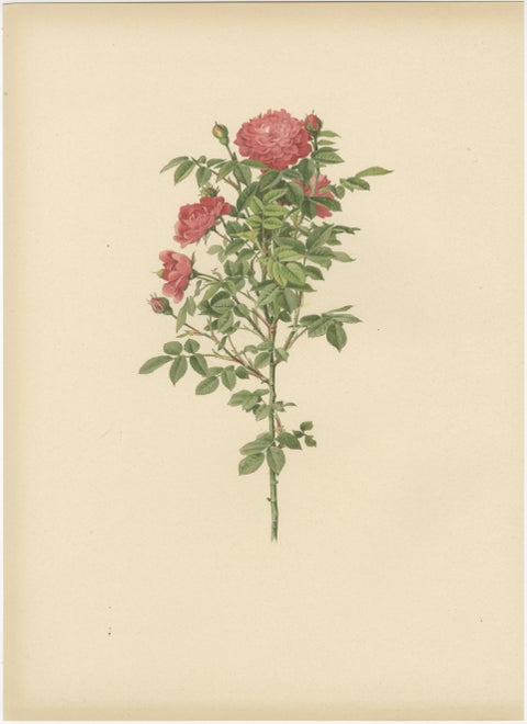 Antique Chromolithographs of Roses (Set of 2), 1914, view 4