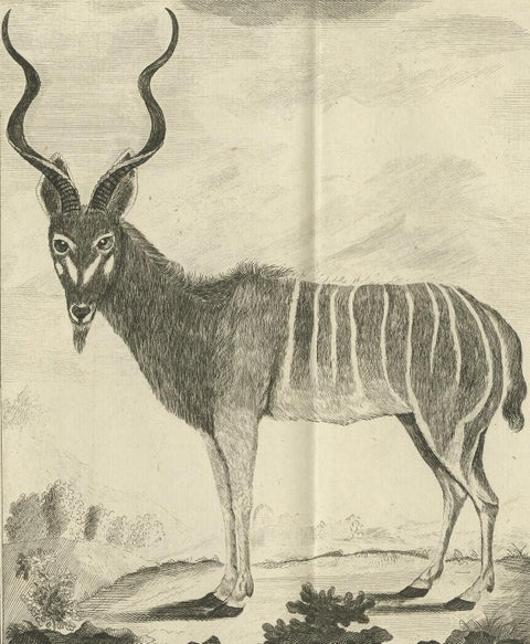 Pl. 53 Antique Print of an Antelope Species by Buffon 'circa 1770', view 2