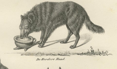 19th-Century Lithograph of Wild and Domestic Dogs, Including the Dingo and Spitz, close-up 3