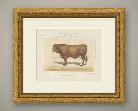 Limousin Bull, French Cattle Breed, Antique Chromolithograph by Borie, 1863, shown framed