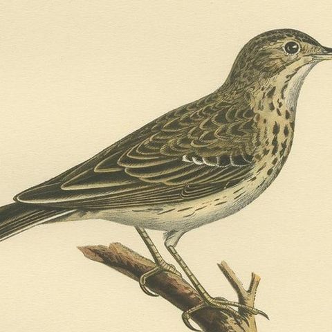 Antique Bird Print of the Tree Pipit by a Swedish Taxidermist, 1927, close-up 2