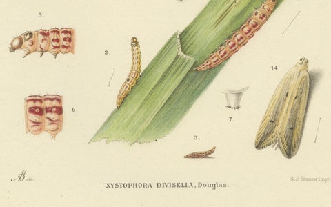 Antique Pair of Sciapteron Xystophora Moths, Hand-Colored by Sepp & Brants, 1906, close-up 2