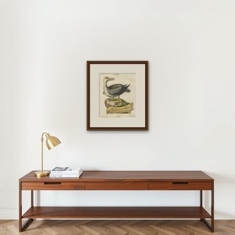 Der Albatros - Hand-Colored Engraving of the Albatross by Johann Seligmann, 1770, shown framed on a wall