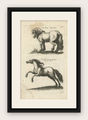 Early Frisian and Hungarian Horse Engraving by Jonstonus & Merian, 1650, shown framed