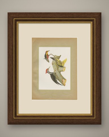 Large Woodpeckers, Brazilian Bird Print, Descourtilz, 1944, shown framed