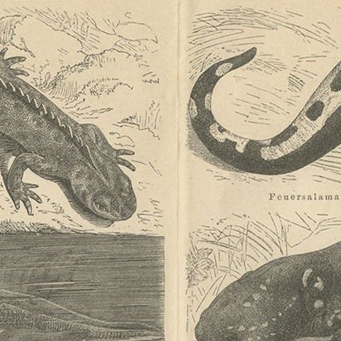 Original Antique Lithograph of Various Tailed Amphibians, circa 1890, close-up 1