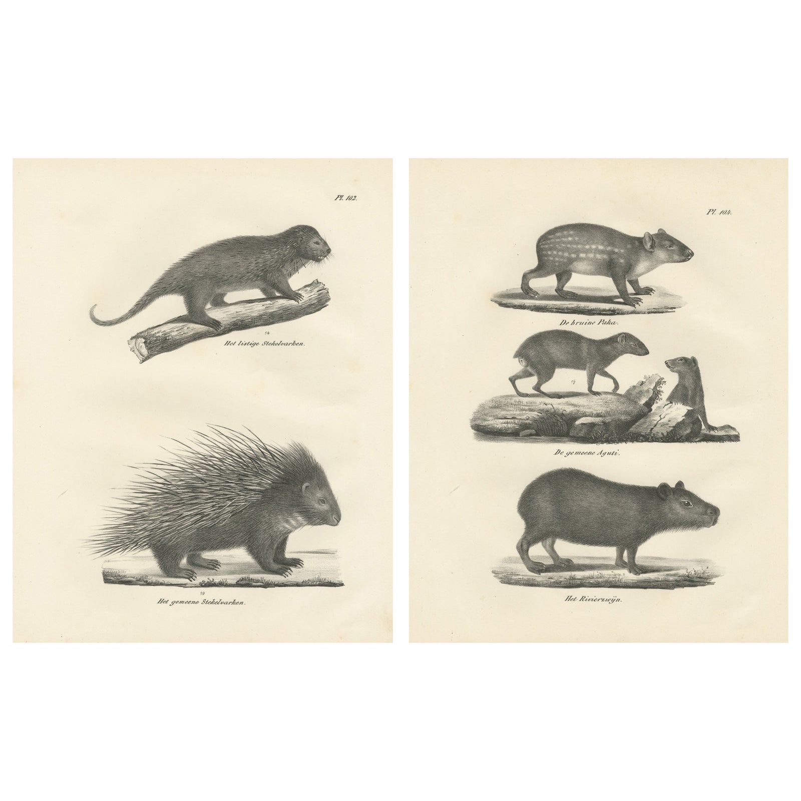 Antique Porcupine, Agouti & Tapir Lithographs, Brodtmann after Schinz c.1830