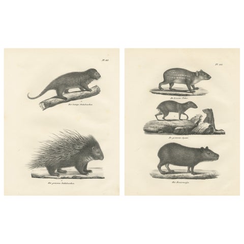 Antique Porcupine, Agouti & Tapir Lithographs, Brodtmann after Schinz c.1830
