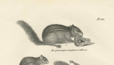 Antique Lithographs of Squirrels & Flying Squirrels, 19th Century, close-up 5