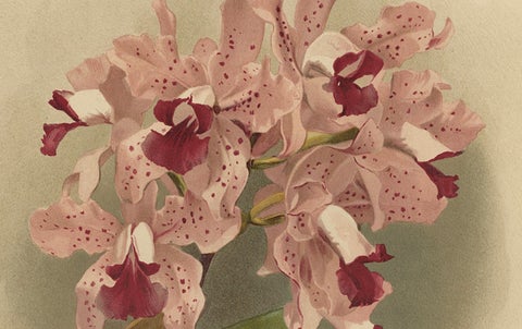 Gorgeous Impressive Large Folio Size Antique Print of an Orchid, 1888, close-up 4