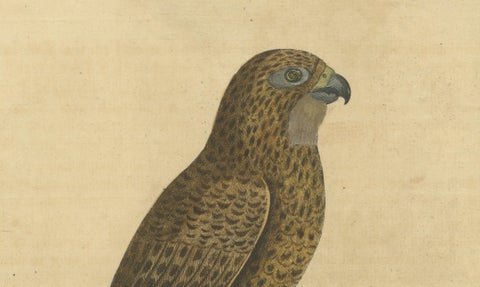 Antique Hand-Colored Engraving of Sparrow Hawk by Eleazar Albin, circa 1730, close-up 2