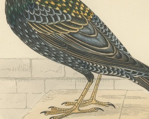 Starling on a Stone Ledge, Hand Colored Wood Engraving, Morris, 1896, close-up 2