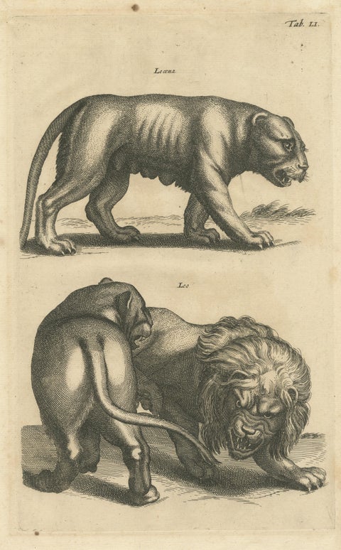 Original Antique Engraving of a Lion and Lioness, view 3
