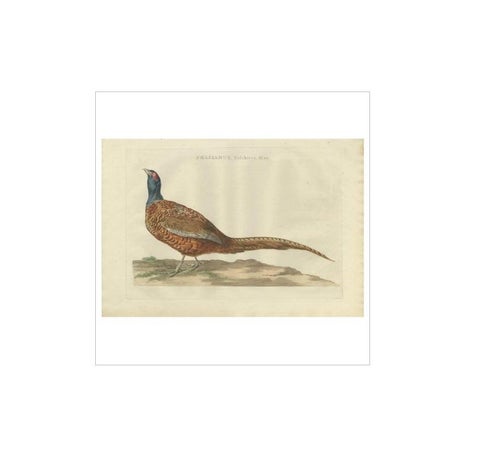 Antique Bird Print of the Common Pheasant 'Male' by Sepp & Nozeman, 1789, view 4
