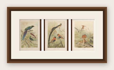 Set of 3 Antique Bird Lithographs, Starlings Weaver Hoopoe, 1895, shown framed