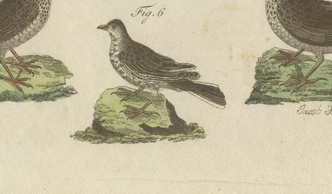 Crested Lark and Other Larks, Antique Bertuch Print, Vienna, circa 1805, close-up 2