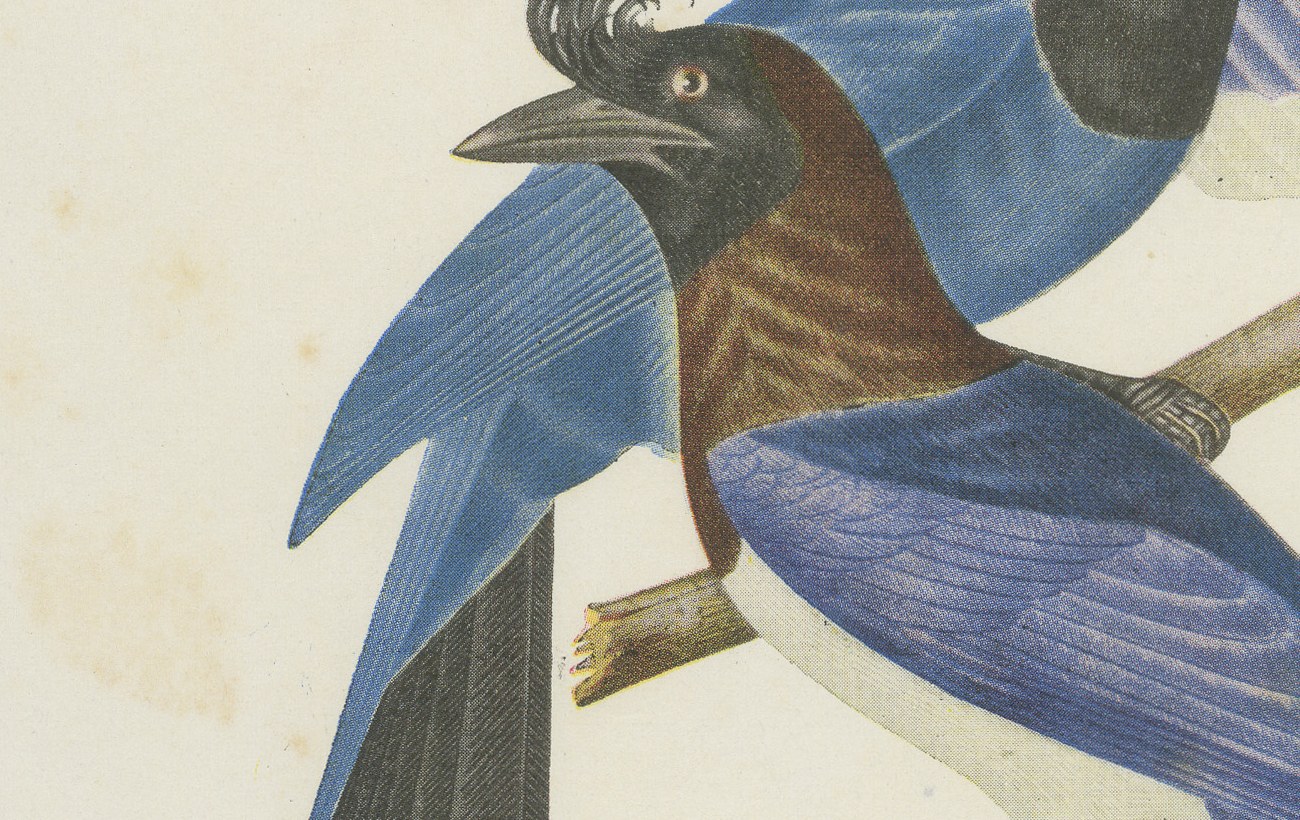 Jays, Brazilian Bird Print, Descourtilz, 1944, view 5