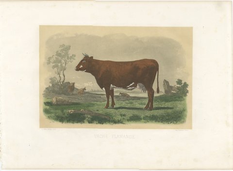 Flemish Cow, Antique French Cattle Print, Riffaut Heliogravure, 1873, view 2