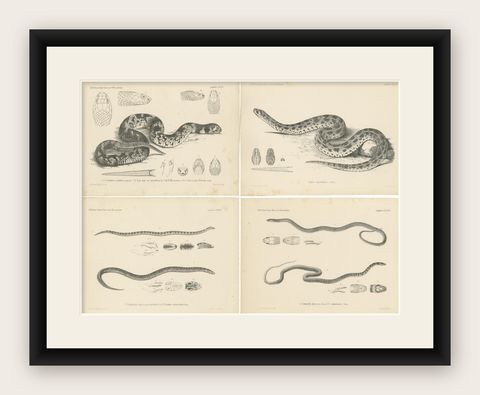 Set of 4 Antique Prints of the Lowland Viper and Other Snakes, shown framed