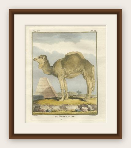 Antique Dromedary Camel Engraving, Buffon Hand-Coloured Print Amsterdam 1769, shown framed