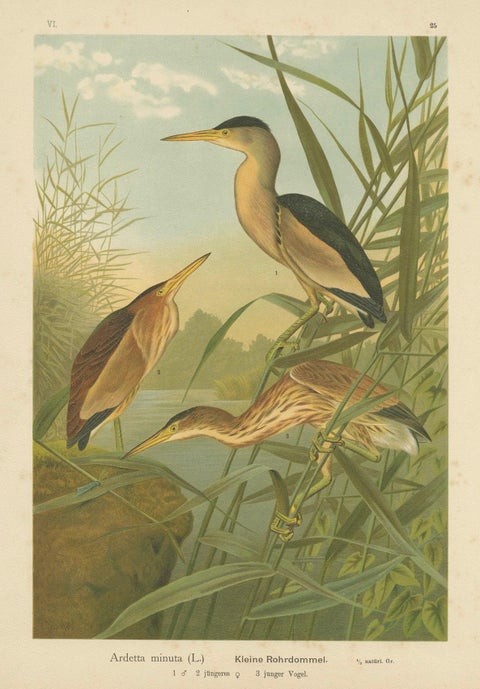 Bitterns in Reeds, Antique 19th Century Bird Chromolithograph of Little Bittern, close-up 5