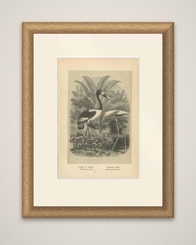 Antique Bird Print of a Saddle-Billed Stork and American Flamingo '1853', shown framed