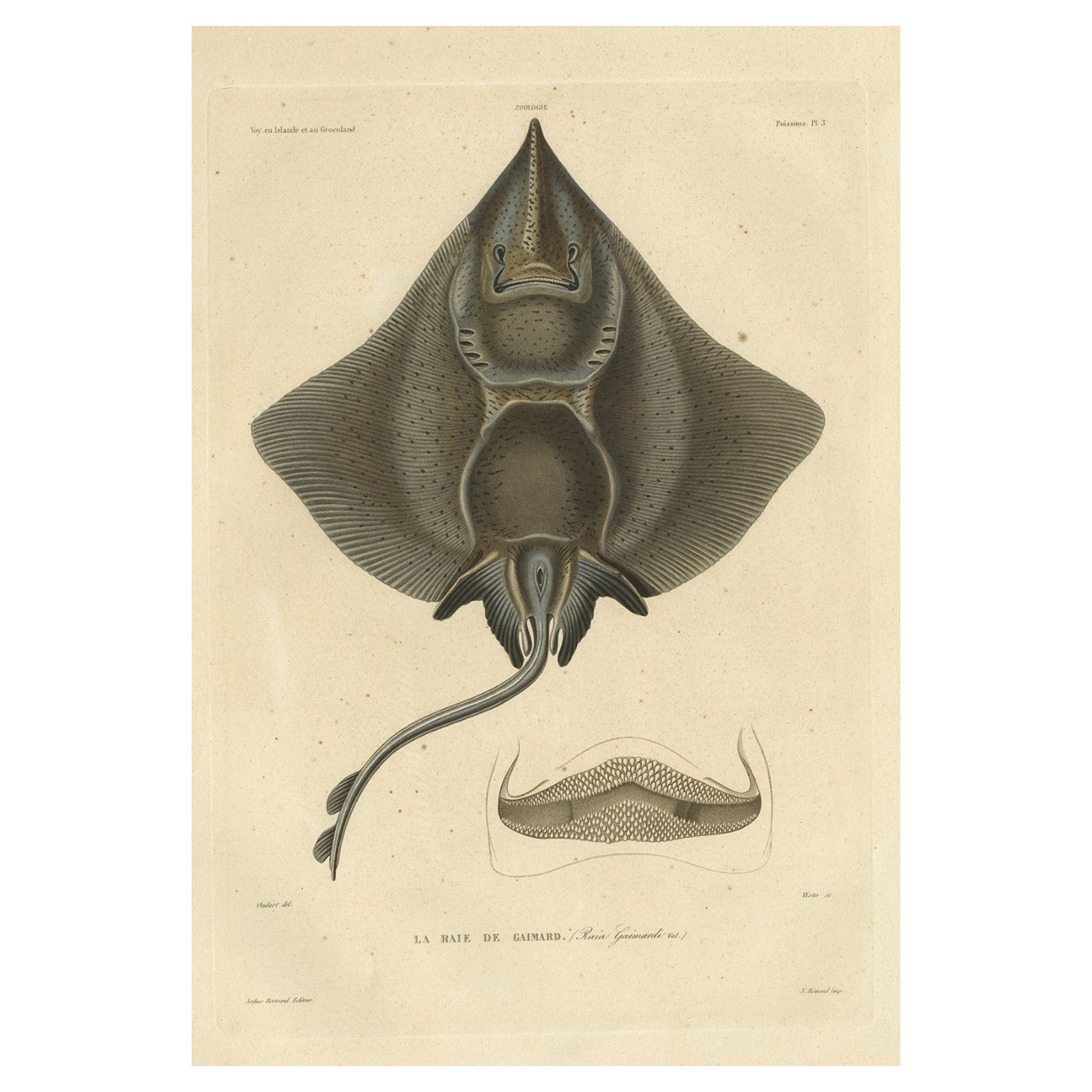 Rare Decorative Hand-colored Antique Plate of The Gaimard's Ray Fish, 1842