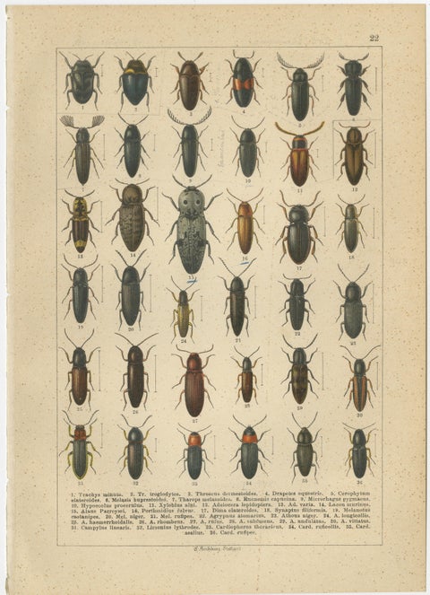 Antique Beetle Chromolithographs, European Coleoptera Plates, Calwer 1893, view 3