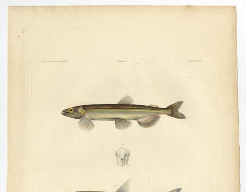 Capelin & Smelt, Antique Ichthyology Print, Greenland, Gaimard Voyage 1842, close-up 1