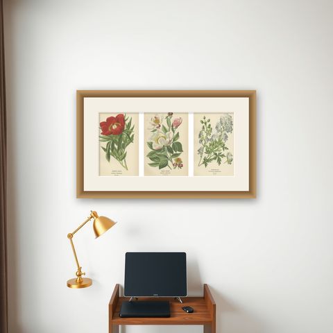Victorian Botanical Majesty: Original Lithographs of Peonies and Monkshood, 1896, shown framed on a wall