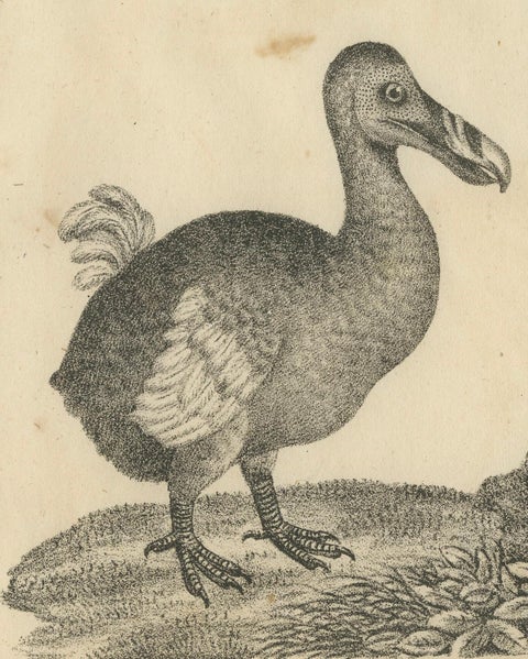 Antique Print of The Extinct Dodo and the Trumpeter Bird, 18th Century, close-up 3