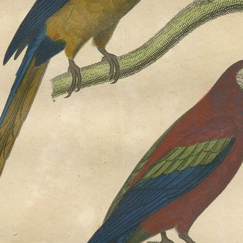 Hand Colored Antique Bird Print of Parrots, close-up 2