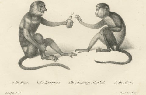Spring Monkeys and Other Species, Lithographs by Last, 1836, Zoological Studies, close-up 1