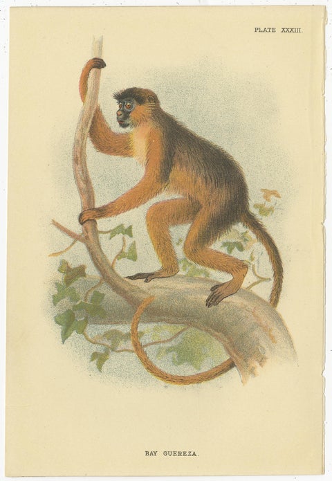 Set of 2 Antique Prints of Guereza Monkey species by Lloyd, circa 1894, view 3
