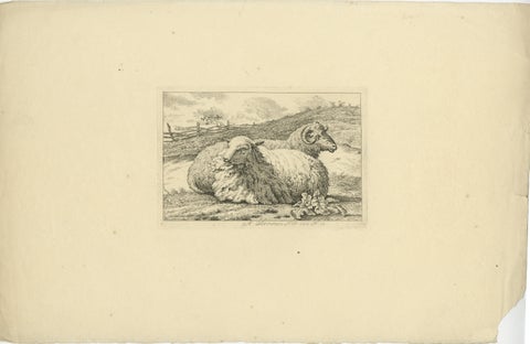 Serene Pastoral Scene with Two Resting Sheep: Etching by Anthony Oberman, 1810, view 2