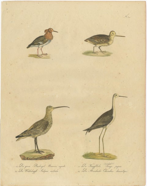 Shorebirds, Jacana & Water Rail Pair, Brodtmann Hand-Colored Lithographs, 1816, view 3
