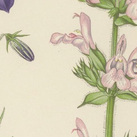Blue Bellflower and Moroccan Sage, Hand-Coloured Botanical Print, 1874, close-up 6