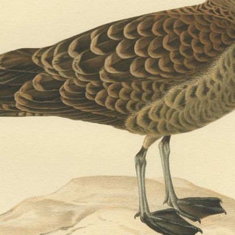 Antique Bird Print of the Parasitic Jaeger by Von Wright, 1929, close-up 2