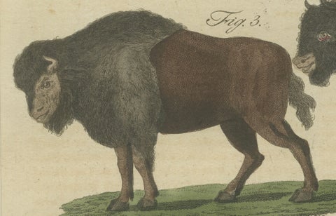 Antique Yak, Indian Cattle, Buffalo & Musk Ox Engraving, Bertuch, 1796, close-up 2