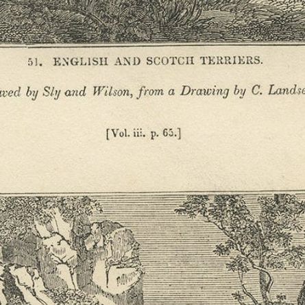 Antique Print of Terriers and Merino Sheep, 1835, close-up 4