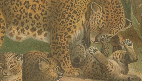 Leopards, Antique Big Cat Print, Victorian Natural History, 1894, close-up 3