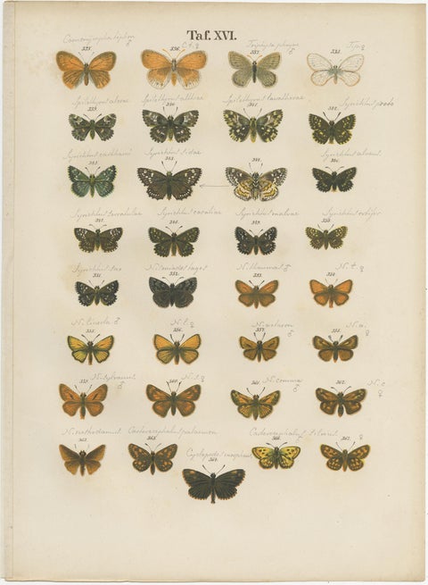 Set of 7 Antique Prints of Various Butterflies and Moths by Ramann 'circa 1870', view 6