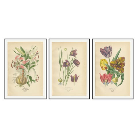 Showy Lily, Snake’s Head & Garden Tulip, Antique Flower Prints c.1897