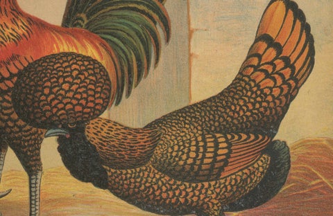 The Magnificent Golden Polish Chicken - A Rare 19th Century Poultry Lithograph, close-up 2
