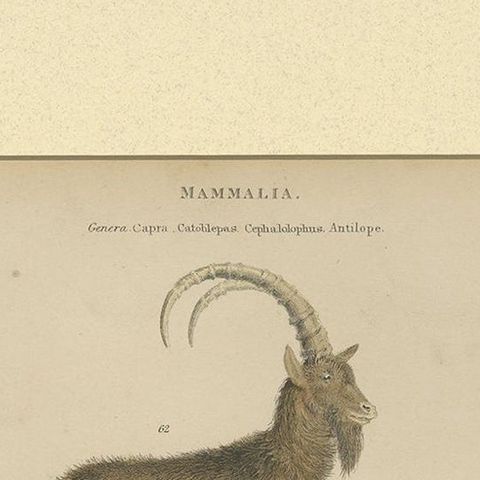 Pl. 19 Antique Print of a Goat, Gnu and Antelope by Richardson 'circa 1860', close-up 1