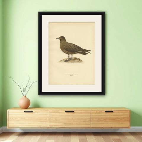 Antique Bird Print of the Great Skua 'Female' by Von Wright, 1929, shown framed on a wall